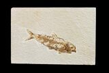 Fossil Fish (Knightia) - Wyoming #159558-1